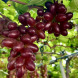 Виноград столовый "Красно вишневый"