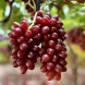 Виноград столовый "Красно вишневый"
