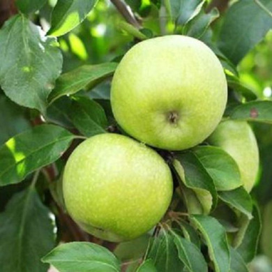 Яблоня "Ренет Кубанский"