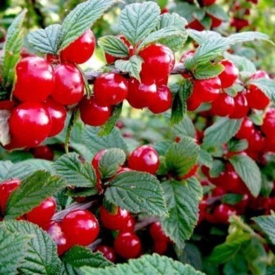 Вишня "Войлочная"