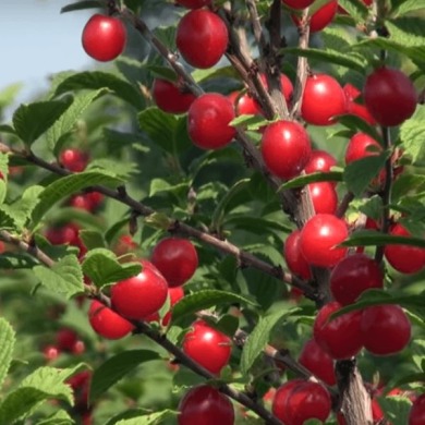 Вишня "Войлочная"