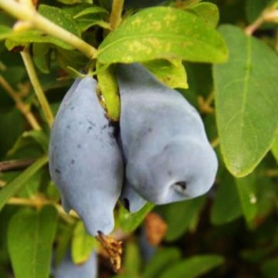 Жимолость "Югана" 2 года (закрытый корень)