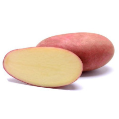Семенной среднеспелый картофель "Рикардо" (1 репродукція, универсального назначения) 1кг 