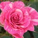 Троянда спрей "Пінк флеш" Pink Flash