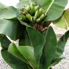 Банан карликовый "Кавендиш" (Закрытый корень) 20-30 см