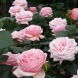 Роза чайно-гибридная "Афродита" Aphrodite 