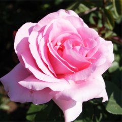 Роза чайно-гибридная "Жардин де Вилландри" Jardins de Villandry