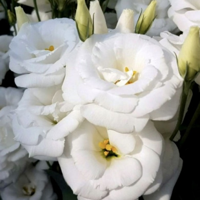 Эустома белая White (закрытый корень Р9)