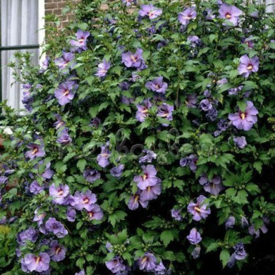 Гибискус садовый "фиолетовый" 