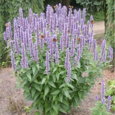 Лофант анисовый (закрытый корень Р9)
