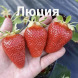 Полуниця "Лючія" ультрарання 5 шт