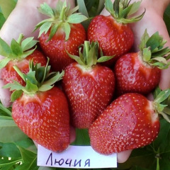 Полуниця "Лючія" ультрарання 5 шт