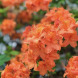 Азалия "Mandarin Lights" (закрытый корень Р9)
