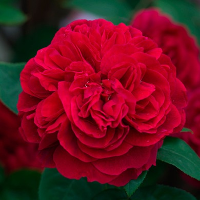 Троянда англійська "Леонард Брейтвейт" L.D.Braithwaite