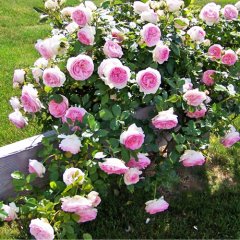 Роза плетистая "Эден роуз" Eden Rose