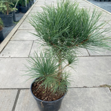 Сосна румелийская, Pinus peuce (контейнер С3)