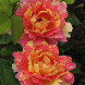 Роза шраб "Роз Де Цистерсьен" Rose des Cisterciens