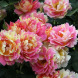 Роза шраб "Роз Де Цистерсьен" Rose des Cisterciens