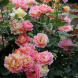 Роза шраб "Роз Де Цистерсьен" Rose des Cisterciens