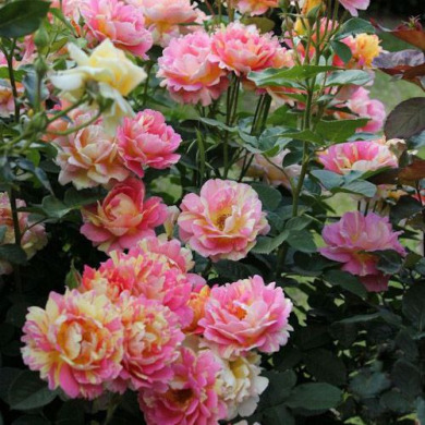Роза шраб "Роз Де Цистерсьен" Rose des Cisterciens