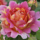 Роза шраб "Роз Де Цистерсьен" Rose des Cisterciens