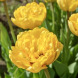 Тюльпан махровый "Yellow Pomponnete" 3 шт