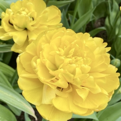 Тюльпан махровый "Yellow Pomponnete" 3 шт