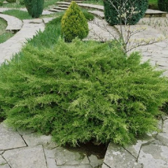 Можжевельник средний "Пфитцериана Компакта" Pfitzeriana Compacta D 20-25 (контейнер С3)