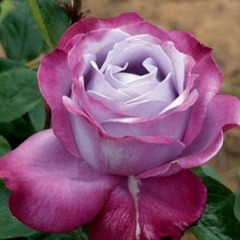 Роза чайно-гибридная "Блю ривер" Blue River