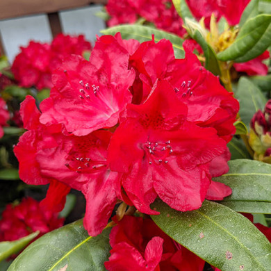 Рододендрон "Бусіки" Busuki (закритий корінь С3)