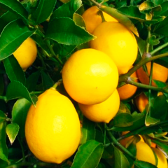 Лимон прищеплений "Мейєра" (закритий корінь) 1 рік