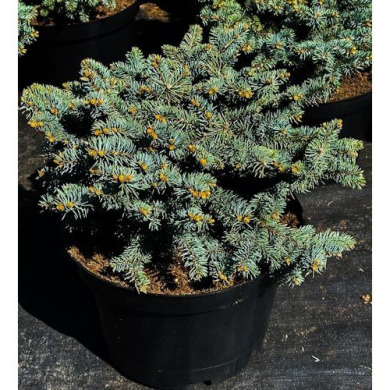 Ель колючая "Биалобок" Bialobok (Закрытый корень С20)