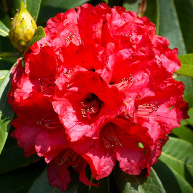 Рододендрон "Бусіки" Busuki (закритий корінь С3)