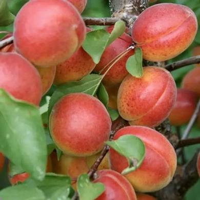 Абрикос "Харогем"