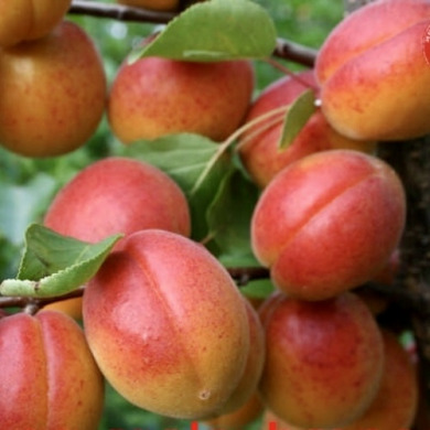 Абрикос "Харогем"