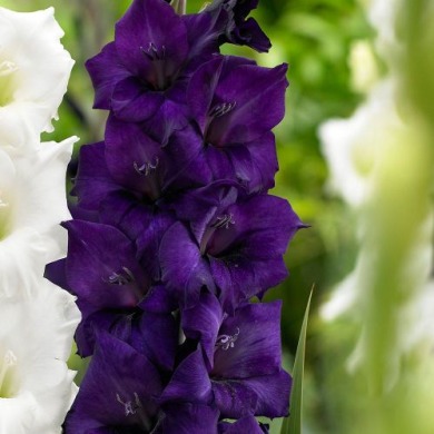 Гладиолус "Purple Flora"  3шт