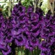 Гладиолус "Purple Flora"  3шт