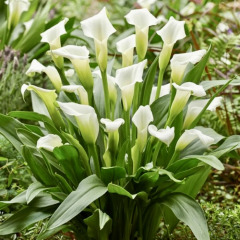 Калла "White Present" 14/16 Калла "White Present" 14/16