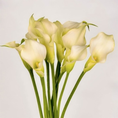 Калла "White Present" 14/16 Калла "White Present" 14/16