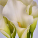 Калла "White Present" 14/16 Калла "White Present" 14/16