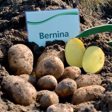 Насіннєва середньостигла картопля "Берніна" (1 репродукція, сорт столового призначення) 1кг 