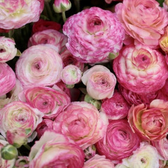Лютик "Aviv Picotee Roze" 3 шт