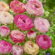 Ранункулюс (лютик) "Aviv Picotee Roze" 3 шт