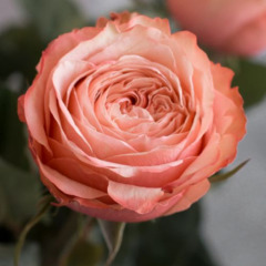 Роза английская "Кахала" Kahala