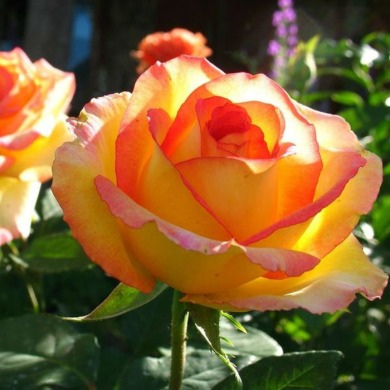 Роза чайно-гибридная "Эмбианс" Ambiance