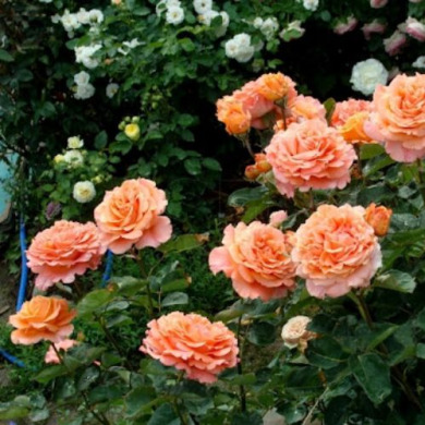 Троянда чайно-гібридна "Етруска" Etrusca