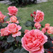 Роза чайно-гибридная "Этруска" Etrusca