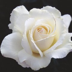Роза чайно-гибридная "Мемория" Memoire