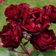 Роза флорибунда "Маликорн" Malicorne
