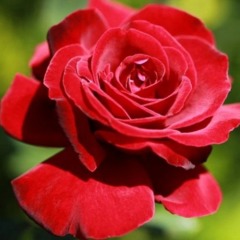 Троянда грунтопокривна "Ред Вельвет" Red Velvet  